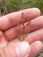 Juncus dichotomus