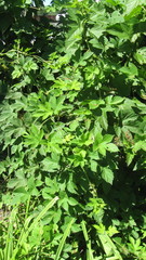 Humulus lupulus