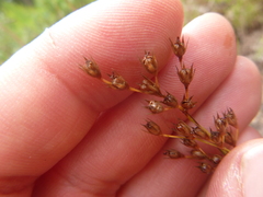 Juncus dichotomus