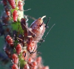 Uroleucon hypochoeridis