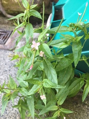 Epilobium adenocaulon
