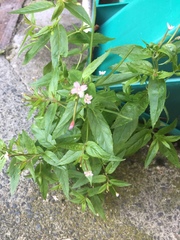 Epilobium adenocaulon