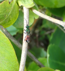 Cleptes semiauratus