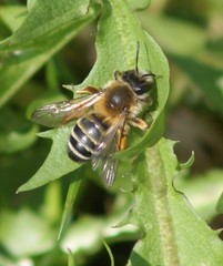 Andrena gravida