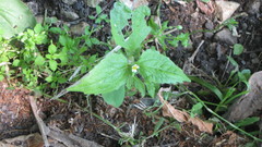 Galinsoga quadriradiata