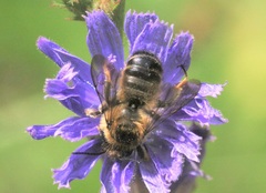 Megachile