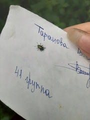 Chrysolina fastuosa