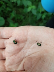 Chrysolina fastuosa