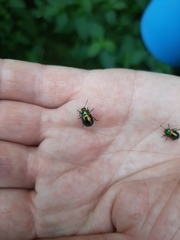 Chrysolina fastuosa