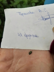 Chrysolina fastuosa