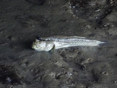 Periophthalmodon schlosseri