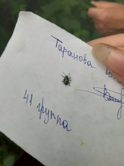 Chrysolina fastuosa