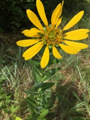 Silphium radula