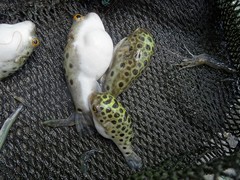 Green-Spotted Puffer photo 4
