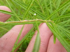 Amsonia ciliata