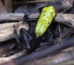 Mantella laevigata