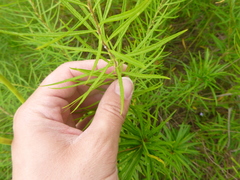 Amsonia ciliata