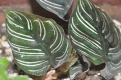 Goeppertia sanderiana