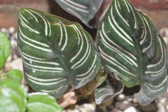 Goeppertia sanderiana