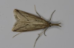 Donacaula longirostrallus