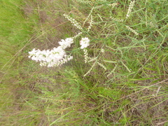 Polygonella americana