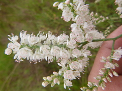 Polygonella americana