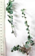 Cissampelos capensis