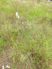 Polygonella americana