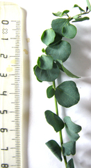 Cissampelos capensis