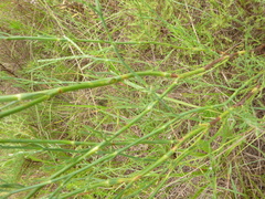 Polygonella americana