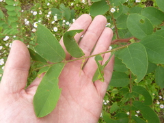 Robinia hispida hispida