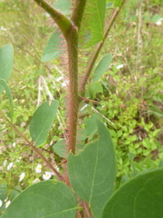 Robinia hispida hispida