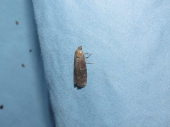 Euzophera ostricolorella