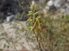 Indigofera fruticosa