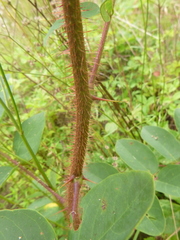 Robinia hispida hispida