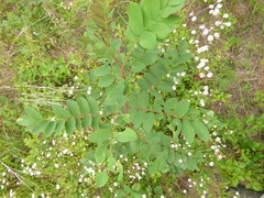 Robinia hispida hispida