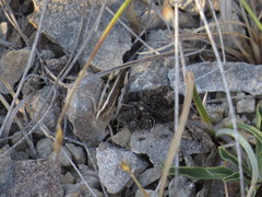 Ramburiella hispanica