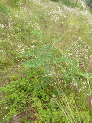 Robinia hispida hispida