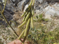 Indigofera fruticosa