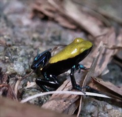 Mantella laevigata