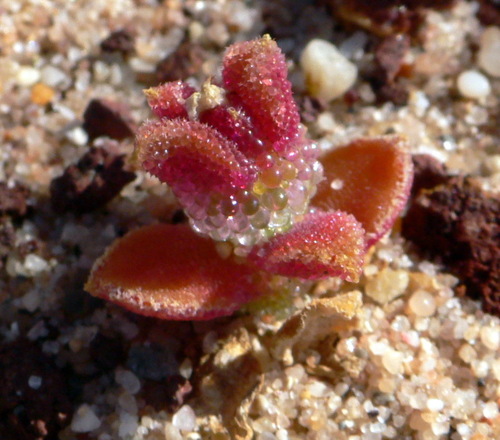 Crystalline ice plant