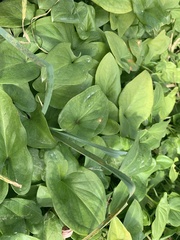 Arisarum