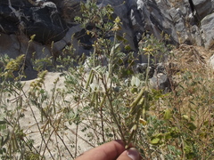 Indigofera fruticosa