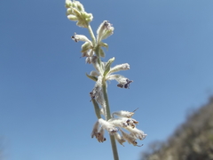 Hyptis tephrodes