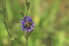 Megachile