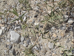 Hyptis tephrodes