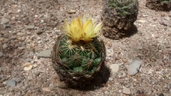 Coryphantha radians