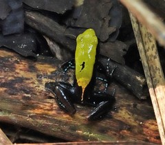 Mantella laevigata