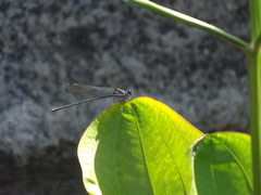 Argia tezpi