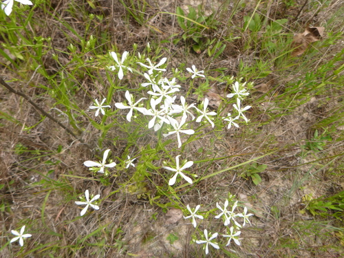 Image of Sabatia quadrangula by no rights reserved